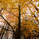 Illustration for article titled 100 Gorgeous Photos Of Fall Leaves